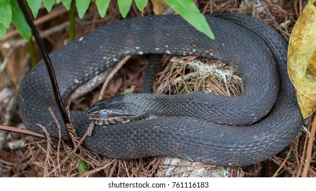 Southern/Banded Water Snake