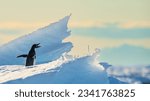 Southernmost Adele penguin colony in Ross Island.