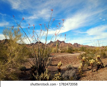 Southwest Arizona, Sonoran desert landscape during spring bloom. Ocotillo, cholla and saguaro cacti, barren earth, mountain range and beautiful sky. 