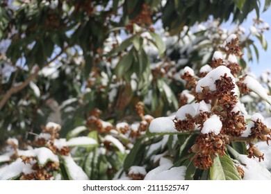 Southwest Texas Snowstorm Feb 2021