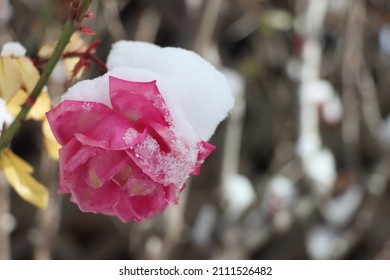 Southwest Texas Snowstorm Feb 2021