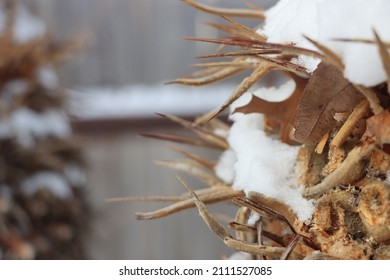 Southwest Texas Snowstorm Feb 2021