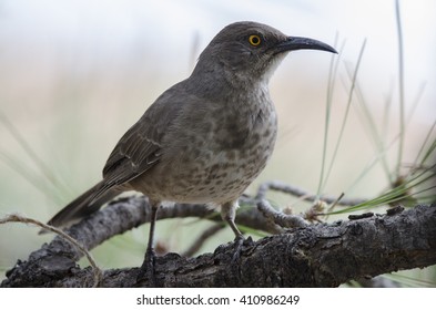 Southwest game bird Images, Stock Photos & Vectors | Shutterstock