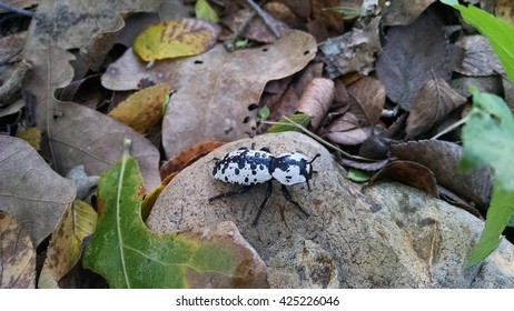 Southwestern Ironclad Beetle On Rock