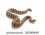 Southwestern speckled rattlesnake (Crotalus mitchellii Pyrrhus) isolated on white background