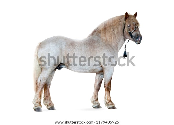 Soviet Draft Horse Isolated On White Stock Photo (Edit Now) 1179405925