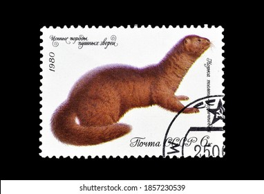 SOVIET UNION - CIRCA 1980 : Cancelled postage stamp printed by Soviet Union, that shows European mink, circa 1980.