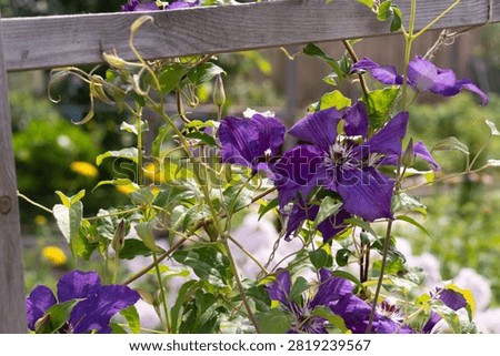 Soviet-bred сlematis Elegia in garden