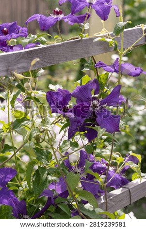 Soviet-bred сlematis Elegia in garden