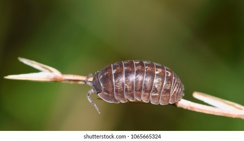 A Sow bug of the Armadillidium genus on a plant stalk. They are actually called a Wood Louse and their carapace somewhat resembles an armadillo's shell. 