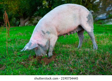 Sow Female Pig At The Green Meadow . Domestic Animal Grazing