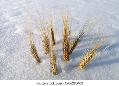 Sow, Field, Agriculture, Cereals, Sow, Golden, Ears