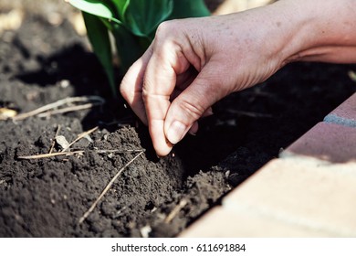 Sow flower seeds. Woman's hand with a manicure makes small seeds in the black earth land groove closeup
