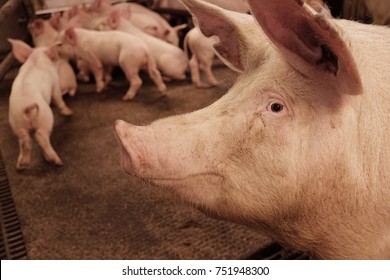 A Sow In An Open Room Watching. Farrow Section.