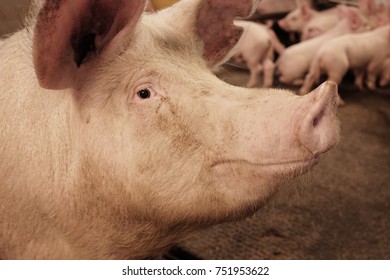 A Sow In An Open Room Watching. Farrow Section.