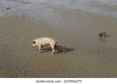 Sow. Pig With Piglet In Senegal, Africa. African Nature, Agriculture. Farm In Senegal, Senegalese Domestic Animal. Livestock. Little Pigs, Pigpen And Boar. Family Of Pigs. Piglet Sucks Mother's Milk