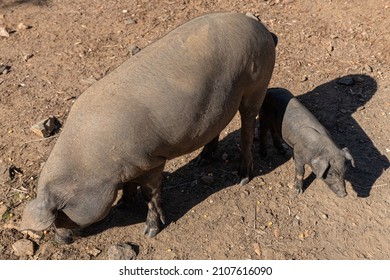 Sow And Piglet Eating Corn On The Farm