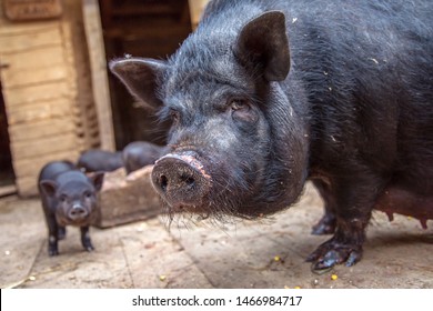 Sow with piglet on a farm looking at the camera. Big Black Pig in sty at farm. Black sow with piglets on a farm. Sow guards piglets. Cute little black pig. Black pig on the farm.