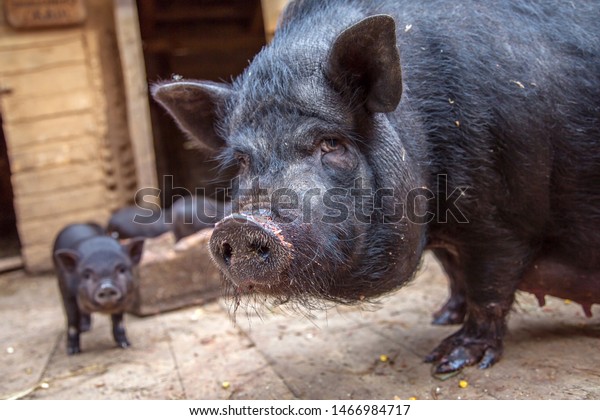 農場で子豚と一緒にカメラを見ながら豚をまく 牧場で豚の大きな黒人 農場で豚の子豚と黒いイソウ 保護豚をまく かわいい黒い子ぶた 農場の黒い豚 の写真素材 今すぐ編集