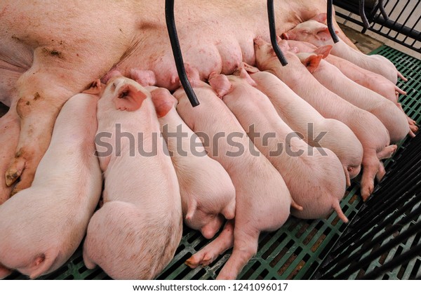 Sow and Piglets in\
modern domestic farm