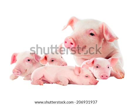 The sow with its pink piglets. isolated on white.
