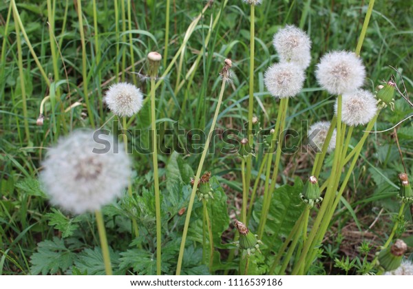 Sow thistle will divide 
seeds 