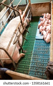 Sow With Young Pigs In A Pig Pen At The Farm, Swine In The Stall