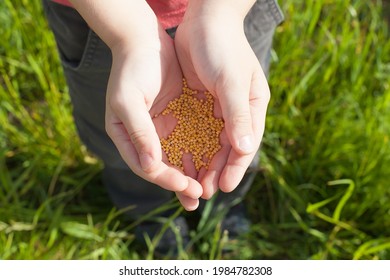 sower's hand with wheat seeds throwing to field. - Shutterstock ID 1984782308