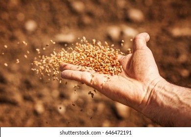 sower's hand with wheat seeds throwing to field - Shutterstock ID 646472191
