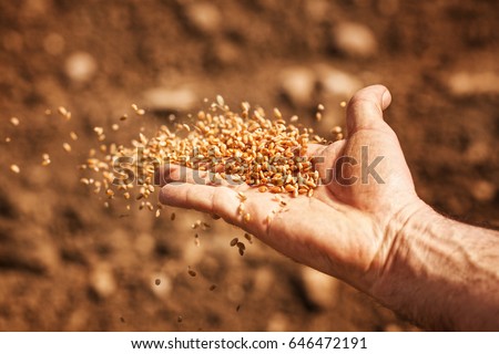 sower's hand with wheat seeds throwing to field