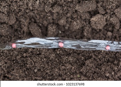 Sowing Carrot Seed On The Tape, Pelleting Seeds Of Carrots With Water-soluble Tape Is Laid On A Bed Closeup