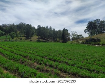 Sowing Carrots, Bananas In The Open Field, Under A Blue Sky, Nature-friendly Plantation