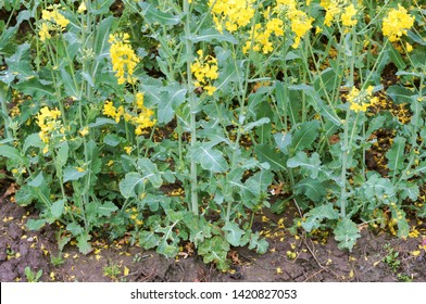 Sowing Crops Of Rapeseed, A Flowering Plant Rape