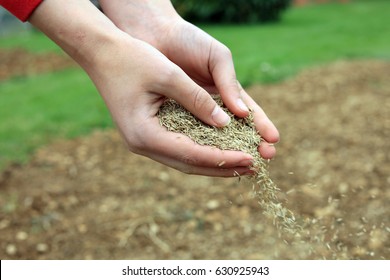 Sowing Grass Seed By Hand