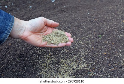 Sowing Grass Seed Into The Soil On The Lawn