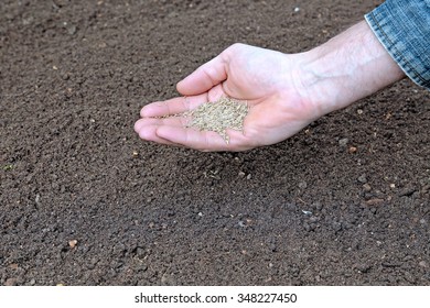 Sowing Grass Seed Into The Soil On The Lawn