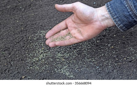 Sowing Grass Seed Into The Soil On The Lawn