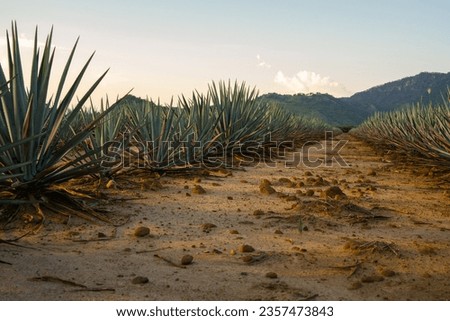 sowing landscape fertile land agave plantation tequila liquor mezcal maguey plant sown in jalisco mexico landscape fields agricultural land to produce traditional drink mountains