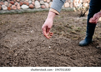 Sowing Lawn Grass Seed Into The Soil. Farmer's Hand Spreading Seeds.