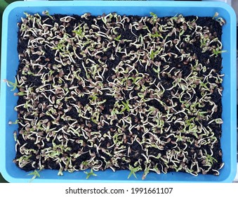 Sowing Lettuce Seeds, Sprouts For Hydroponic Cultivation, Nurseries, Shoots