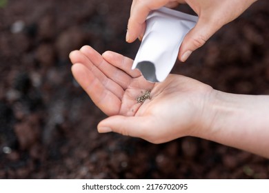 Sowing Organic Carrot Seeds In Kitchen Garden