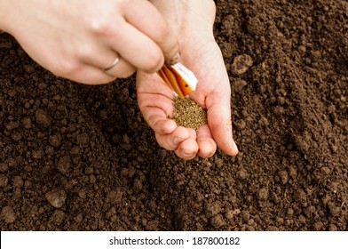 Sowing Organic Carrots