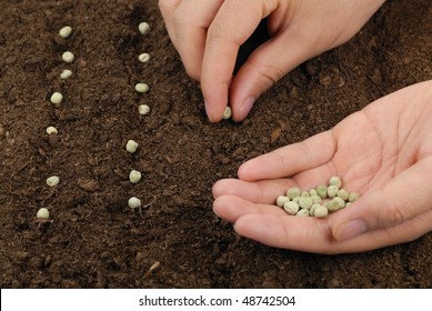 Sowing Peas In A Row,concept.