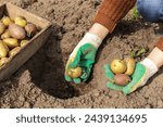 Sowing potato seeds. Farmer hands in gloves with seed sprouts potatoes in soil ground in spring garden. Growing organic vegetables, agriculture