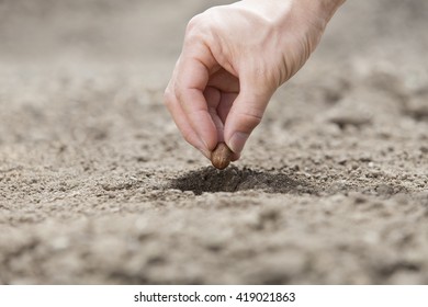 Sowing Seed