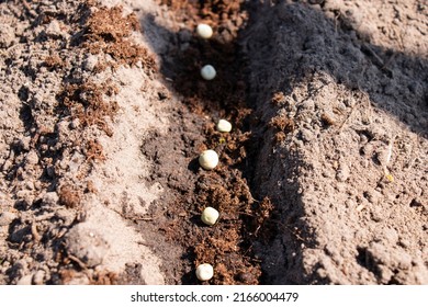 Sowing Seeds Of Green Peas In Fertilized Soil, In Spring Time.