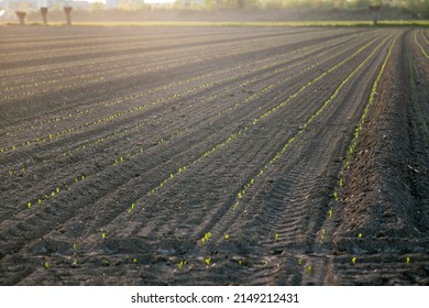 Sowing: The Sprouts Come Out Of The Earth. The Birth Of Plants Sown In The Field For The Production Of Cereals In An Area Dedicated To Agriculture.