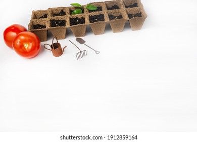 Sowing Tomato Seeds In Peat Trays In Early Spring. Home Gardening Concept.