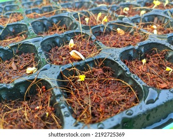 Sowing Vegetable Seeds With Cocopeat Media In The Seedling Tray