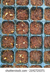 Sowing Vegetable Seeds With Cocopeat Media In The Seedling Tray